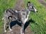 Whippet Kiwi