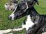 Whippet Kiwi