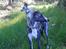 Whippet Kiwi