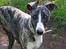 Whippet Kiwi
