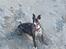 Whippet Kiwi