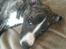 Whippet Kiwi