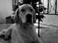 Golden retriever Carlo - Glædelig Jul - Carlo 10 mdr
