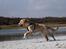 Golden retriever Carlo - På stranden, okt. 15 8 mdr gammel