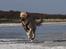 Golden retriever Carlo