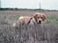 Golden retriever Carlo