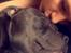 Staffordshire bull terrier Herman