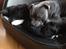 Staffordshire bull terrier Herman
