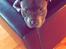 Staffordshire bull terrier Herman