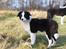 Border collie Zoey