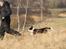 Border collie Zoey
