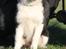 Border collie Zoey