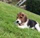 Beagle Freja
