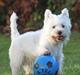 West highland white terrier Wass Ewita - Gry