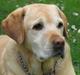Labrador retriever Cousin Jims Cassandra (Nala)