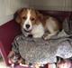 Kooikerhondje Zita