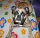 Olde english bulldogge BB Bulldogs Mocca