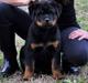 Rottweiler Attila von Haus Highlander