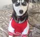 Siberian husky Skye