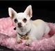 Chihuahua SPACEMAN LOVE ME TENDER (Coco)