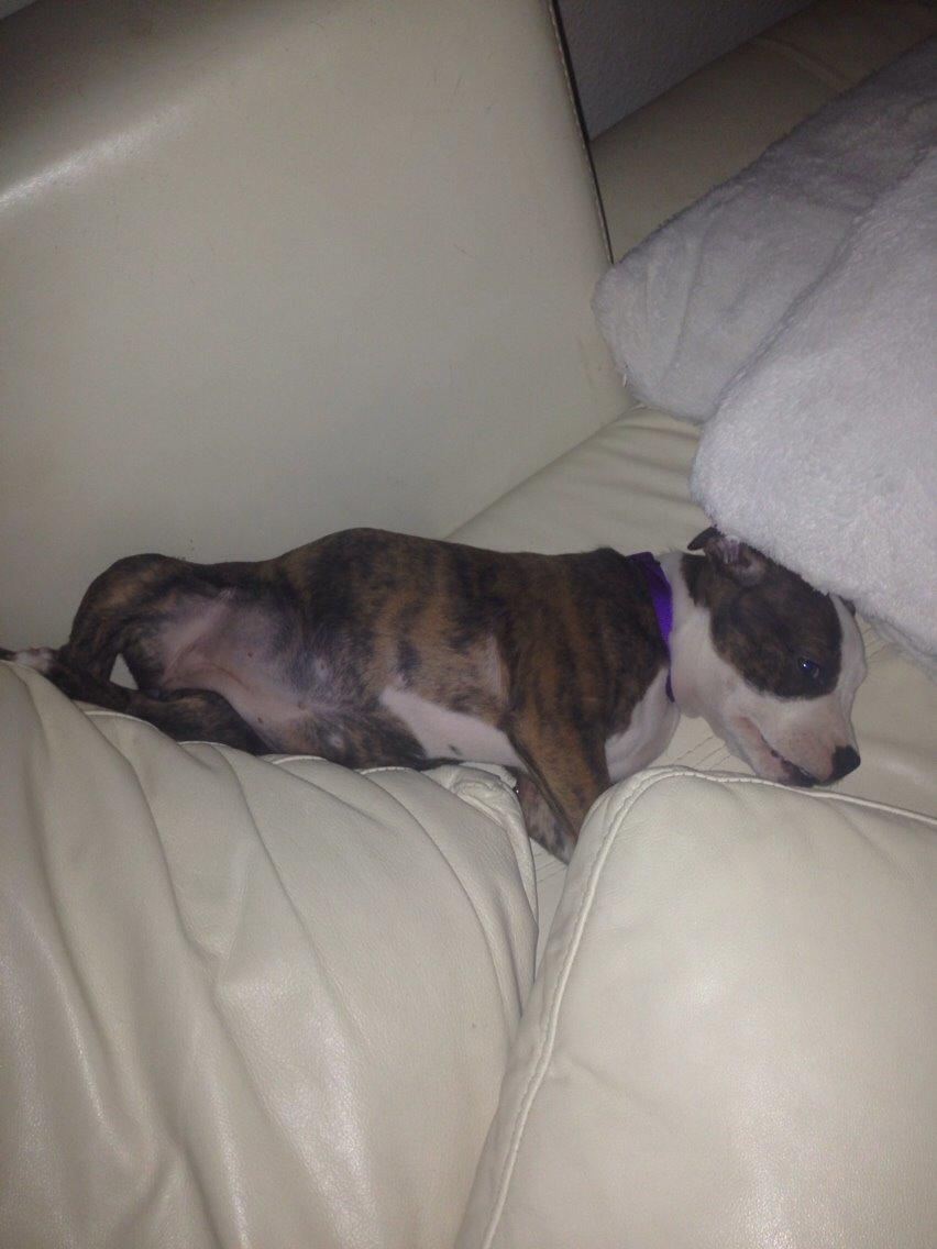 Staffordshire bull terrier Chika billede 18