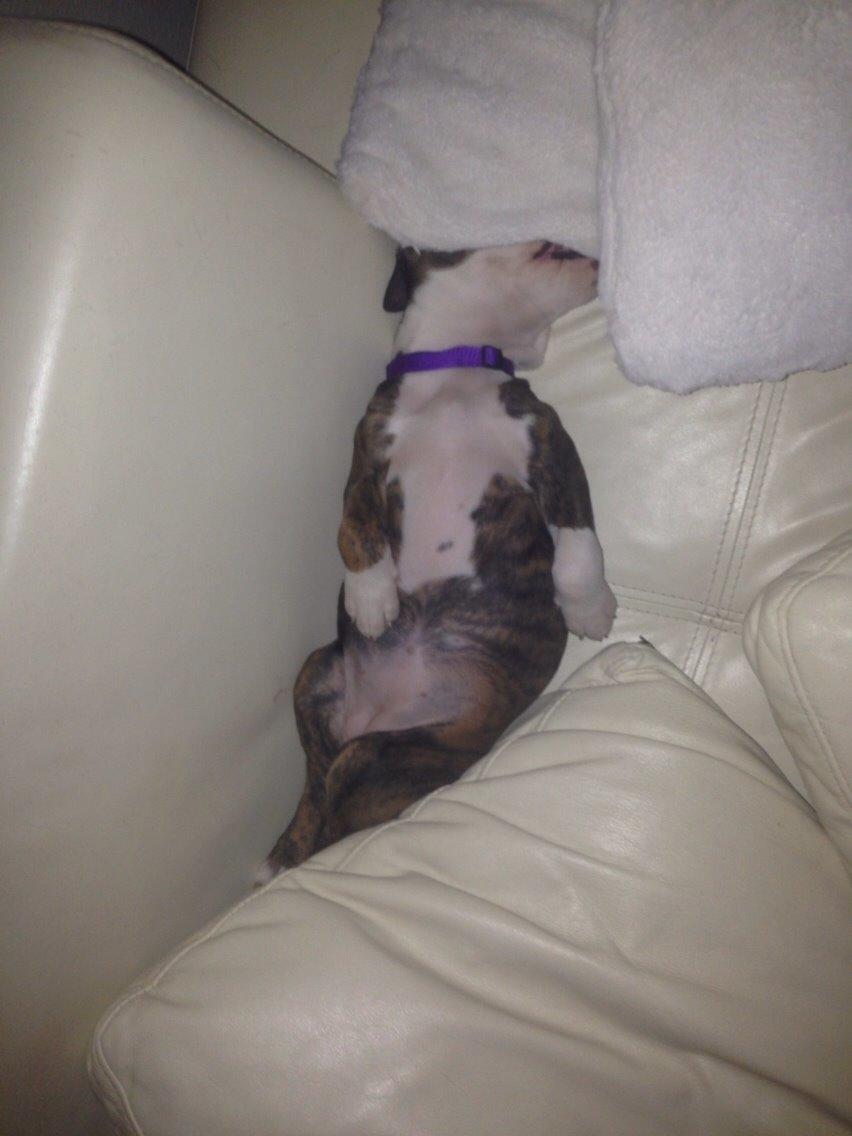 Staffordshire bull terrier Chika billede 20