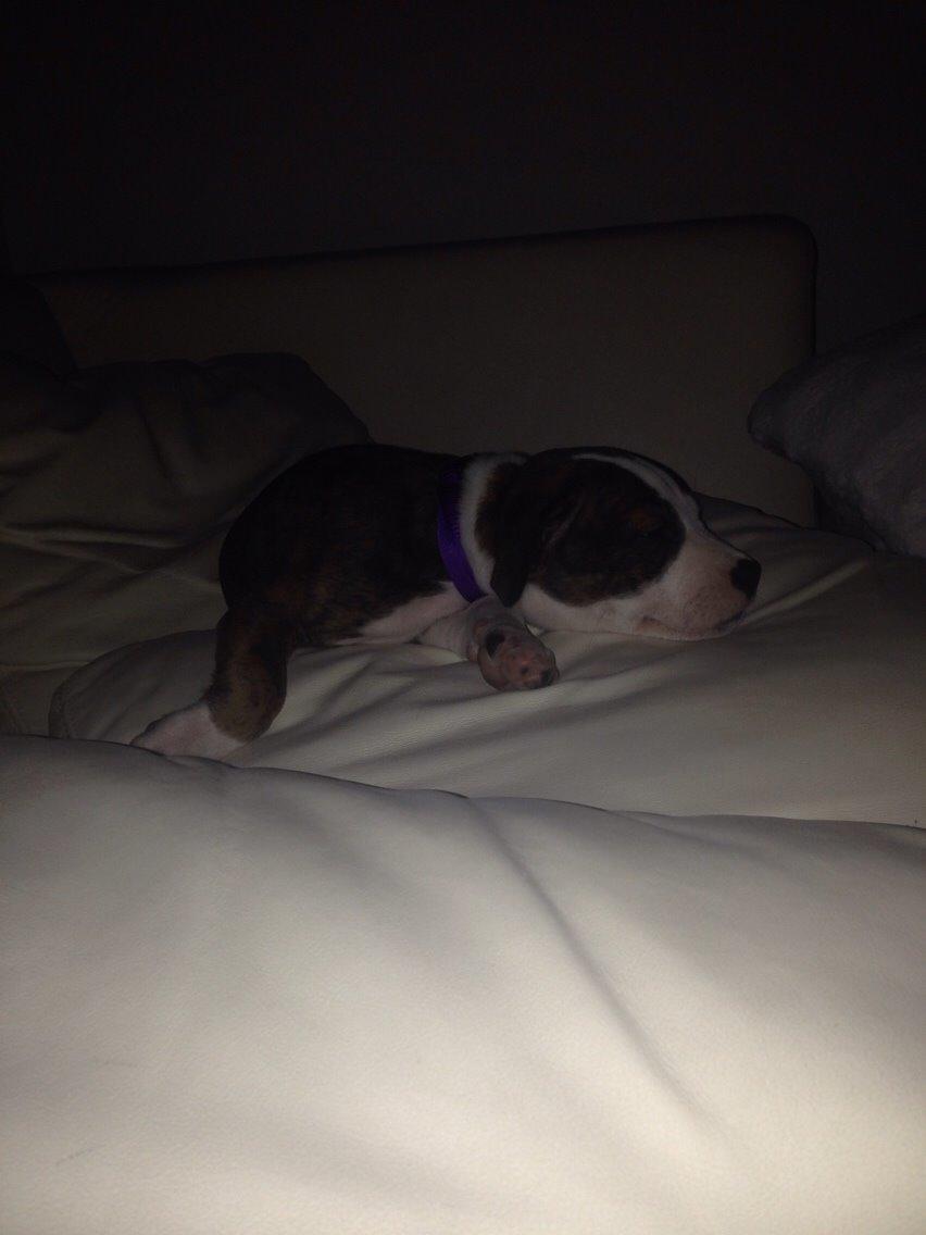 Staffordshire bull terrier Chika billede 23