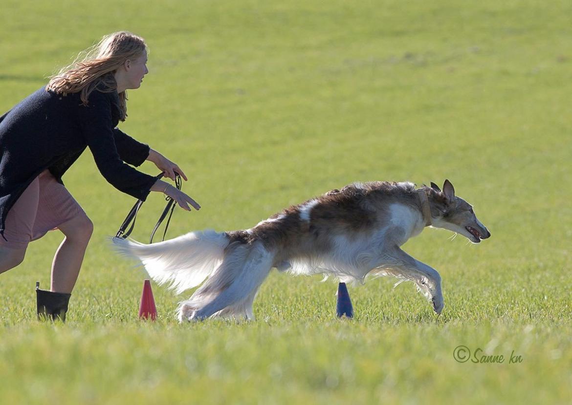 Borzoi Rotteberg aka Rotte billede 14