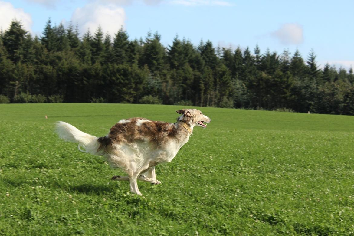 Borzoi Rotteberg aka Rotte billede 39