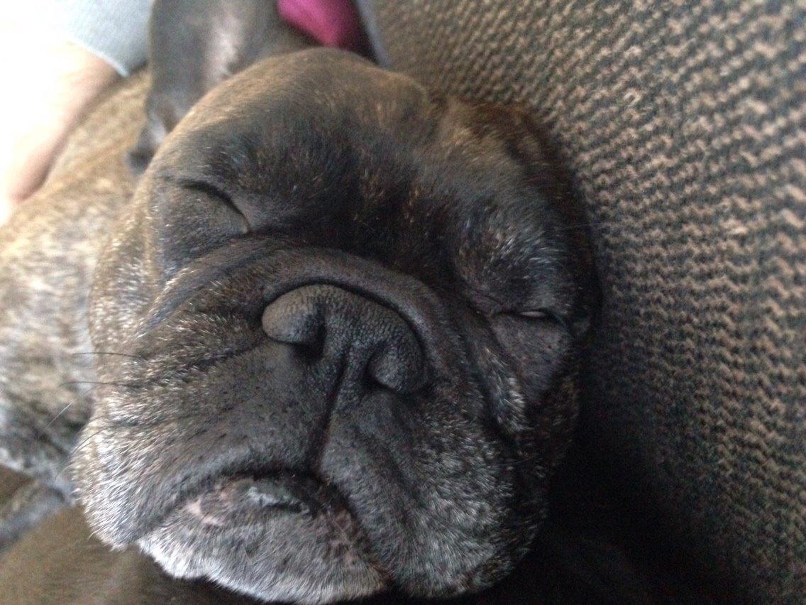 Fransk bulldog Cirkeline billede 8