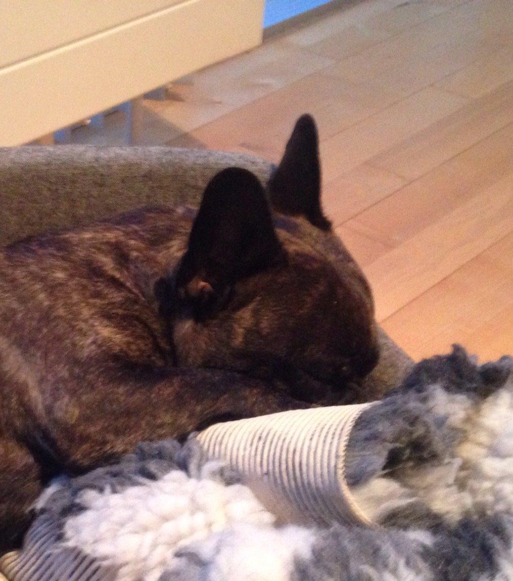 Fransk bulldog Cirkeline billede 7