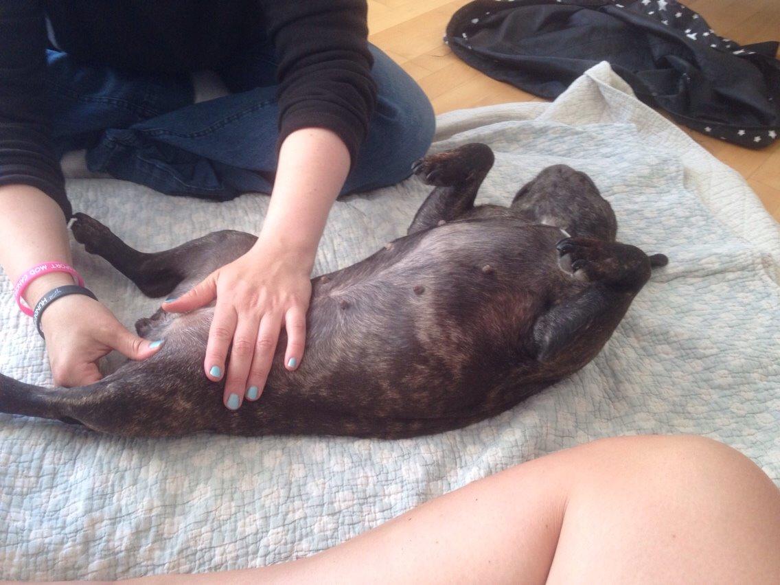 Fransk bulldog Cirkeline billede 10