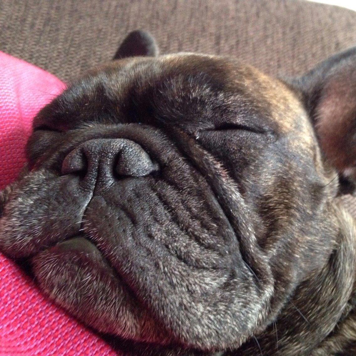 Fransk bulldog Cirkeline billede 9