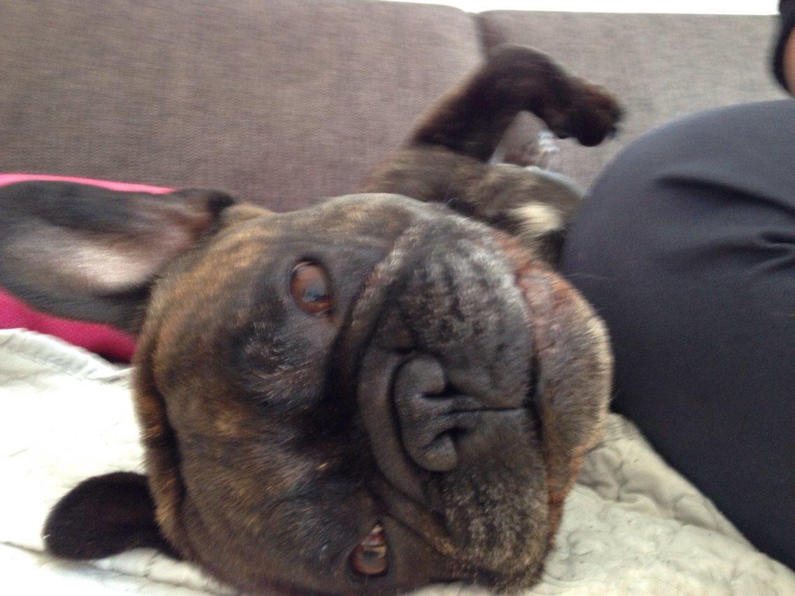 Fransk bulldog Cirkeline billede 11