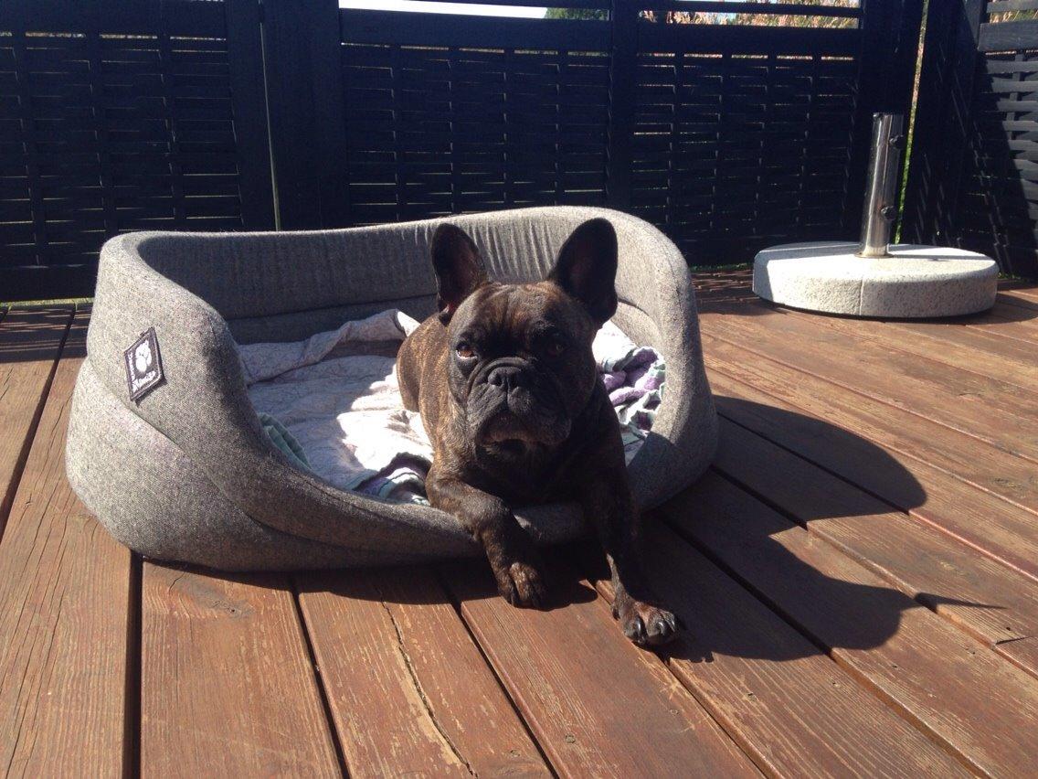 Fransk bulldog Cirkeline billede 13