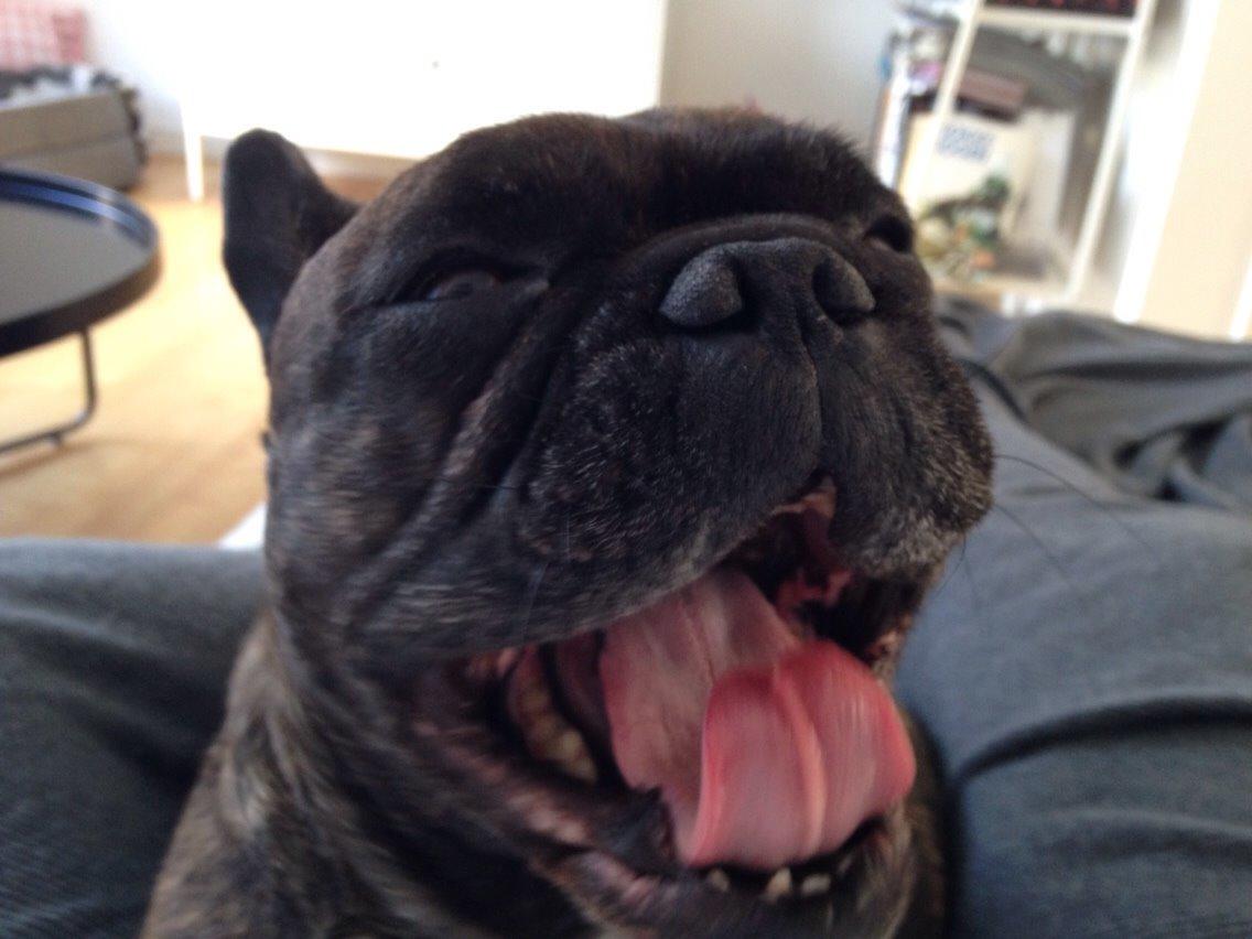 Fransk bulldog Cirkeline billede 12