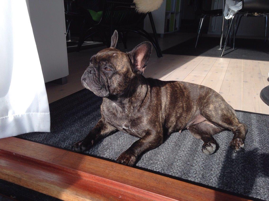 Fransk bulldog Cirkeline billede 14