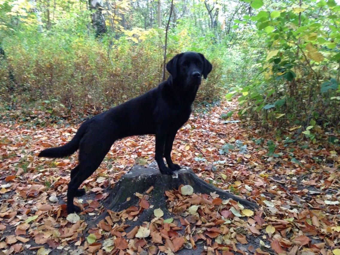 Labrador retriever Ester billede 7