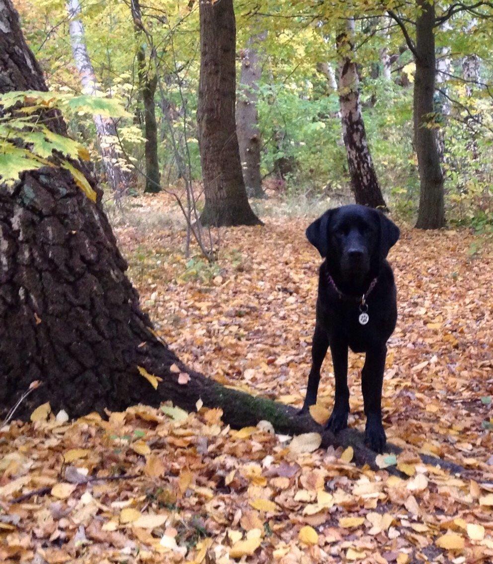 Labrador retriever Ester billede 6