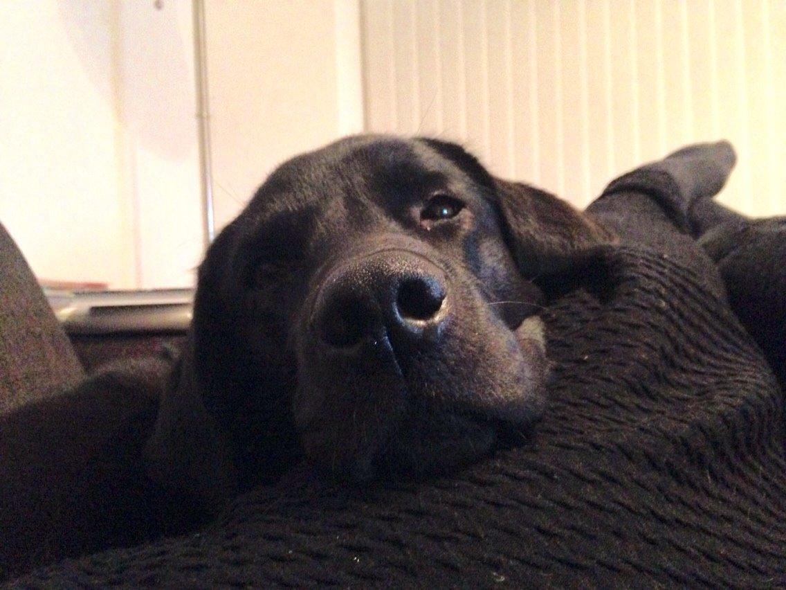 Labrador retriever Ester billede 8