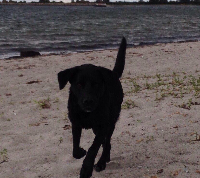 Labrador retriever Ester billede 9