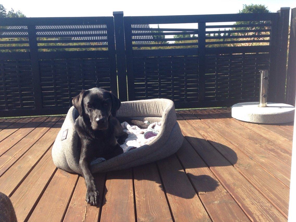 Labrador retriever Ester billede 10