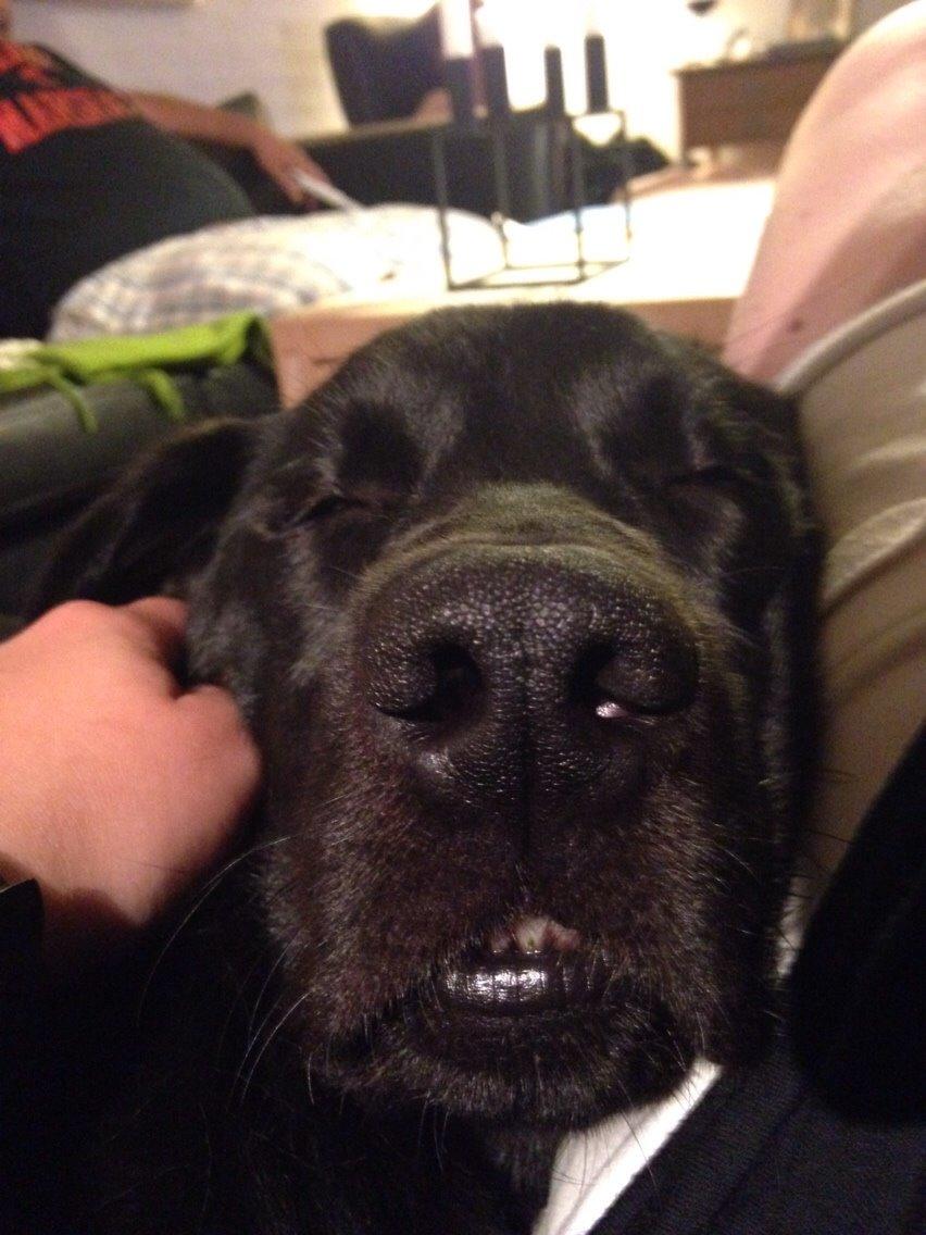 Labrador retriever Ester billede 11