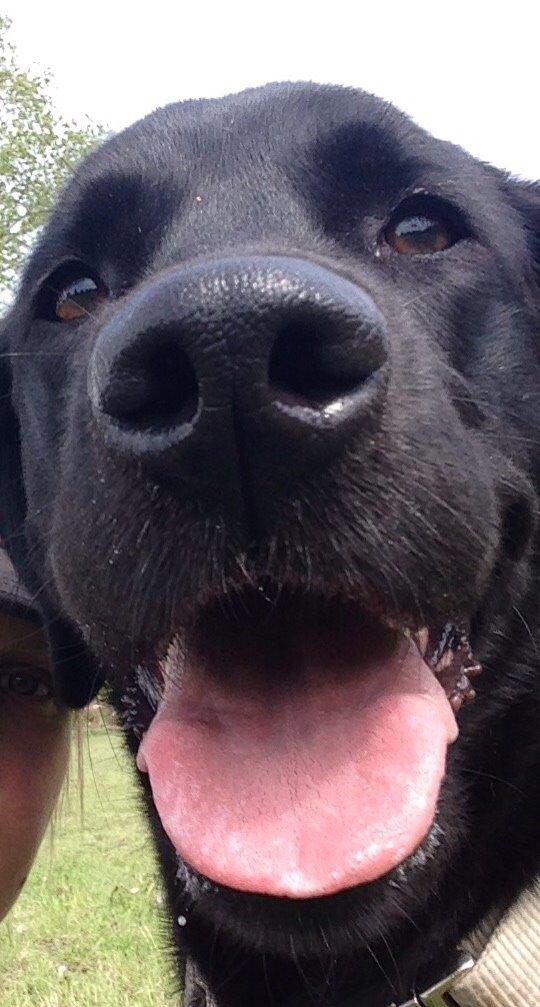 Labrador retriever Ester billede 13