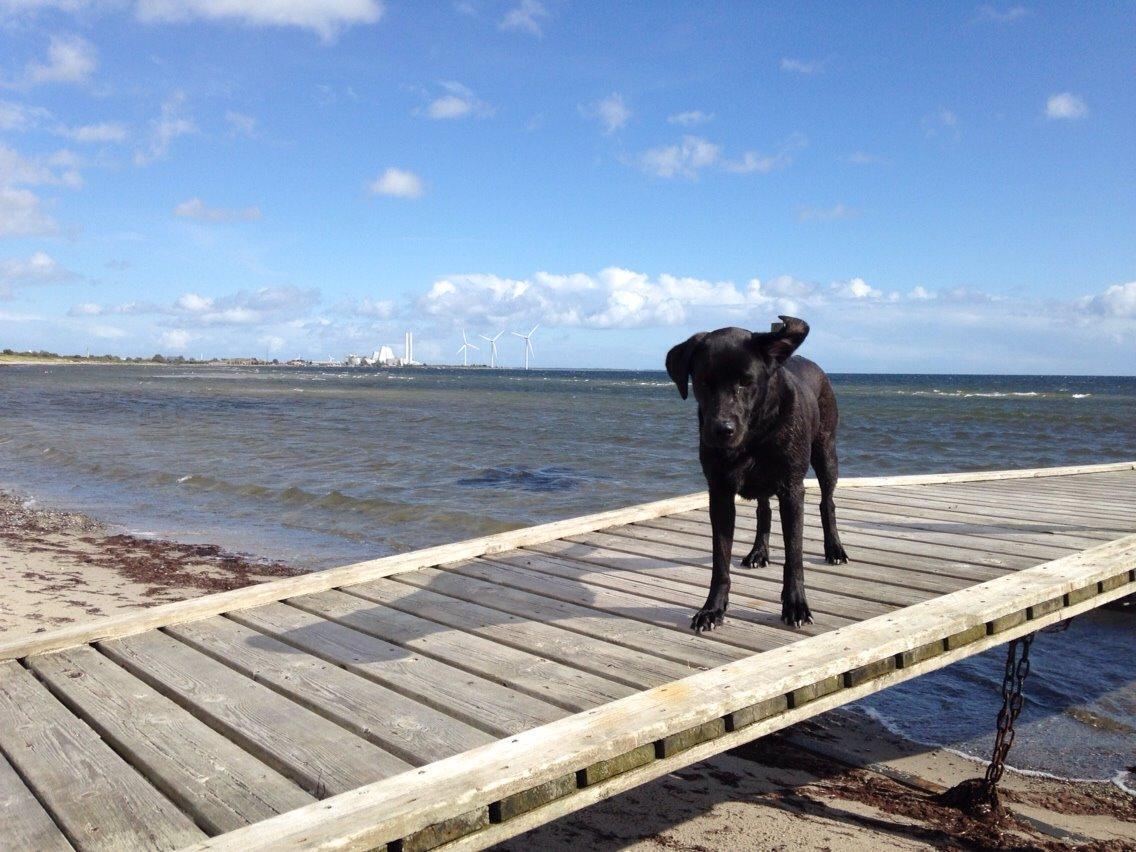 Labrador retriever Ester billede 12