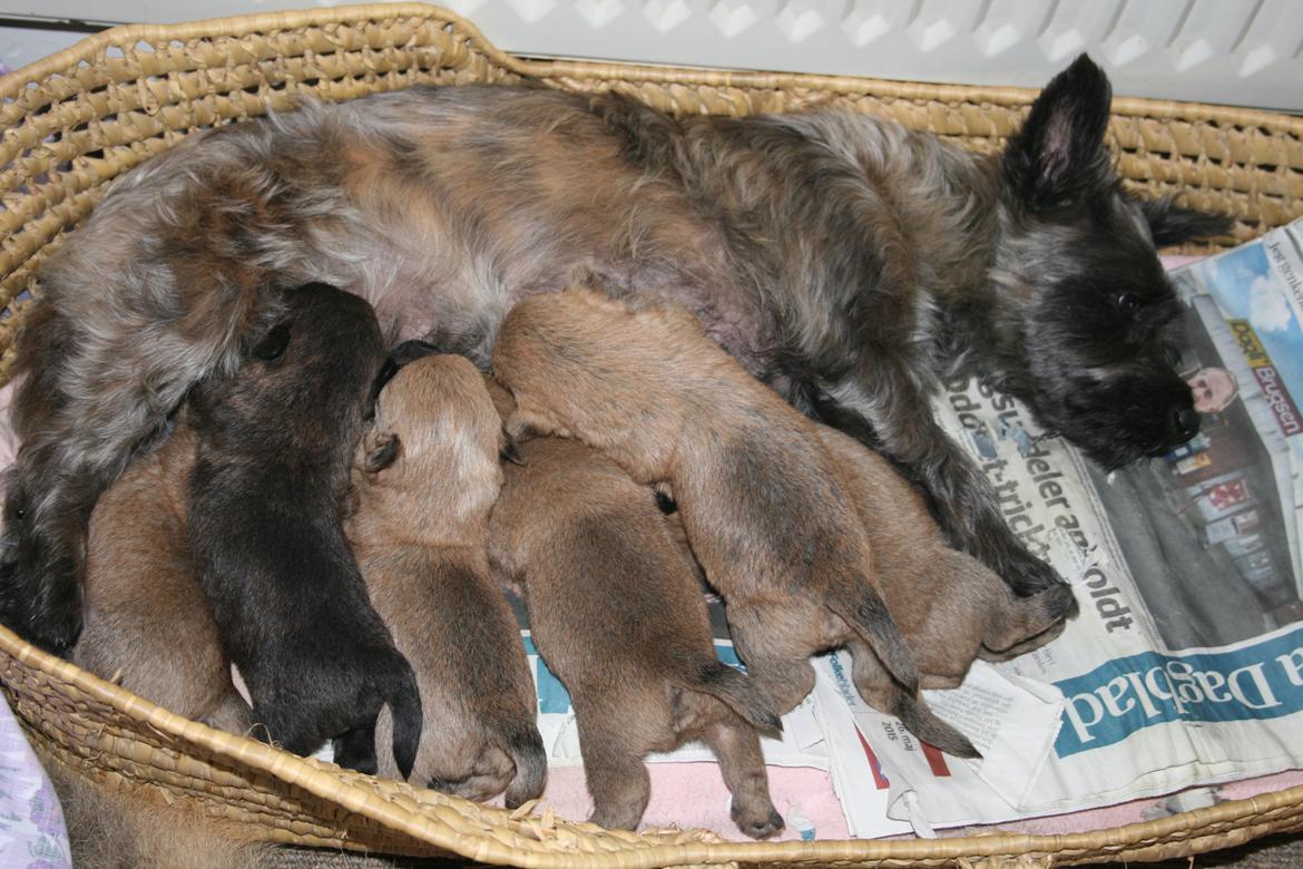 Cairn terrier Zita - Så blev drengene 14 dage gamle. billede 11