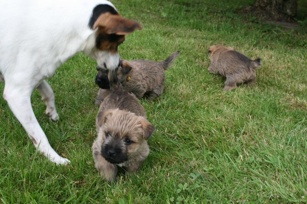 Cairn terrier Zita - Albert nyder at lege med Zitas hvalpe billede 14