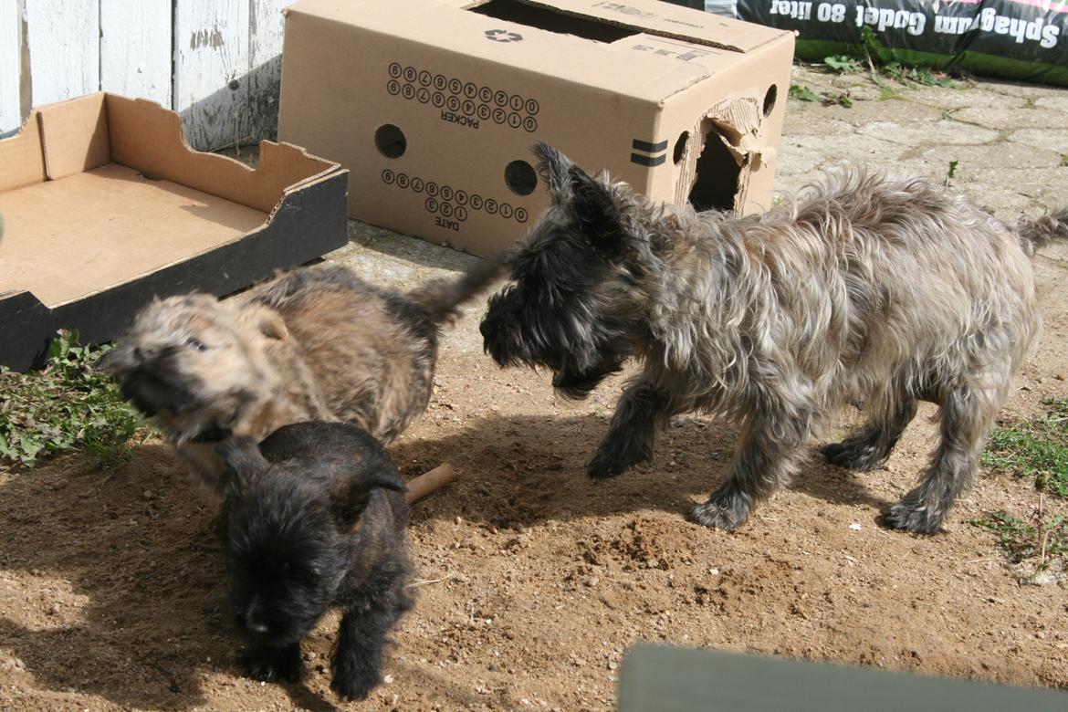 Cairn terrier Zita billede 18