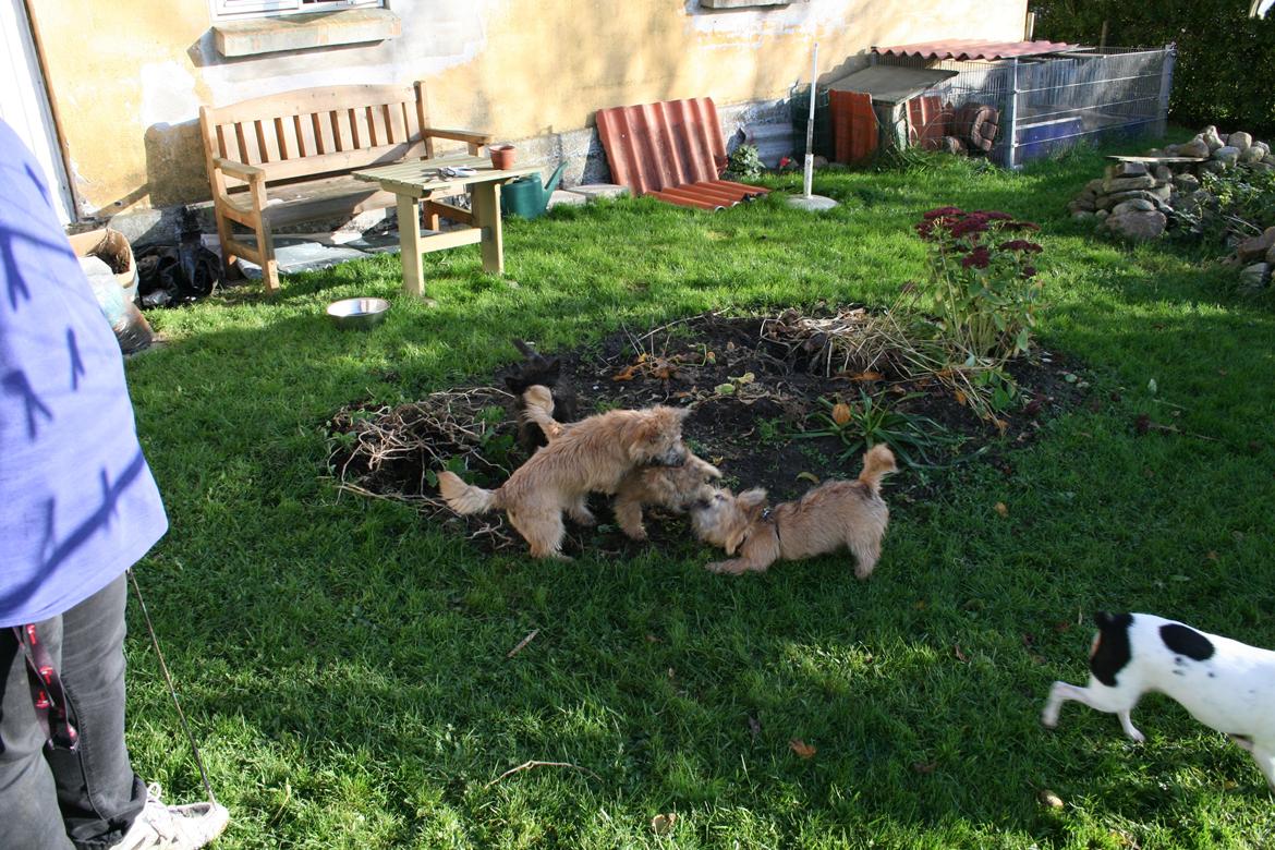 Cairn terrier Zita - Alle hvalpe var så glade og skønne. billede 29