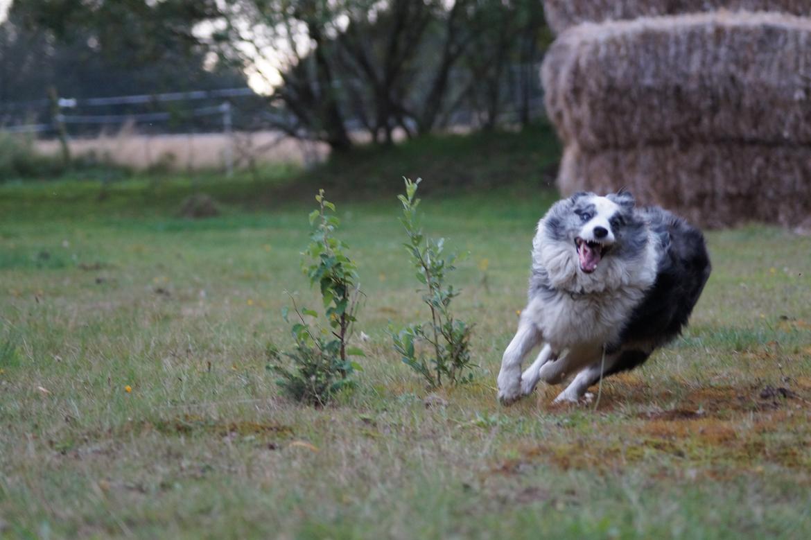 Border collie Gawain's Connection Point (Amy) billede 9
